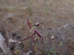 Caladenia roei