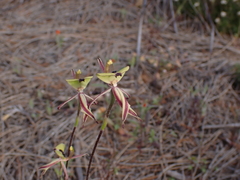 Caladenia roei