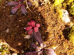 Drosera bulbosa