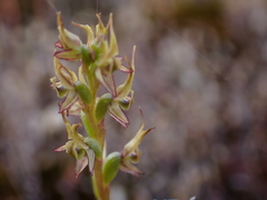 Prasophyllum gracile