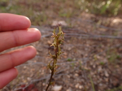 Prasophyllum gracile
