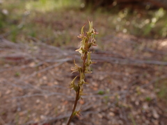Prasophyllum gracile