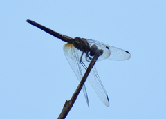 Trithemis festiva