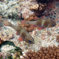 Ostorhinchus norfolcensis