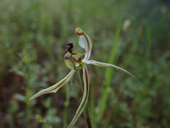 Caladenia mesocera