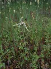 Caladenia mesocera