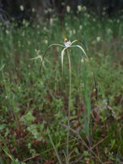 Caladenia dimidia