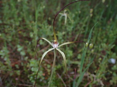 Caladenia dimidia