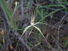 Caladenia dimidia
