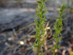 Prasophyllum gracile