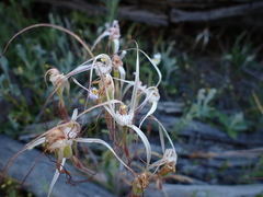 Caladenia varians