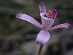 Caladenia hirta rosea