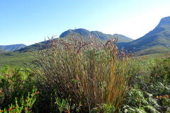 Elegia thyrsoidea