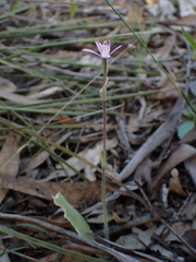 Caladenia hirta rosea