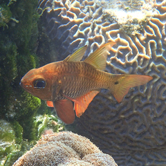 Ostorhinchus norfolcensis