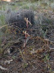 Caladenia roei