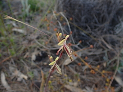 Caladenia roei