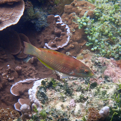 Pseudolabrus luculentus