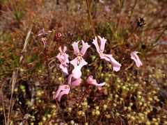 Stylidium androsaceum