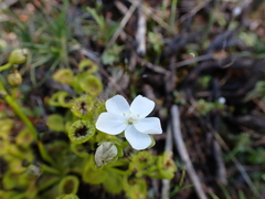 Drosera rupicola