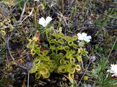 Drosera rupicola