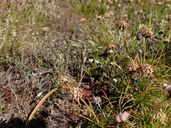 Thelymitra petrophila