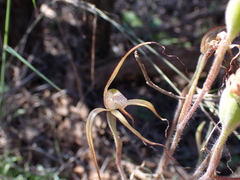 Caladenia dimidia