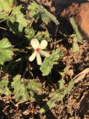 Ciconium