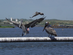 Pelecanus occidentalis