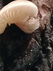 Conchomyces bursiformis