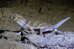 Teratoscincus bedriagai