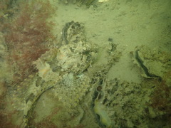 Taurulus bubalis