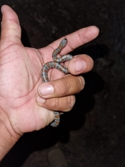 Lampropeltis alterna