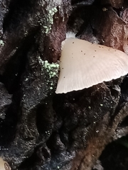 Conchomyces bursiformis