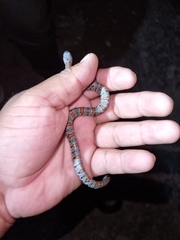 Lampropeltis alterna