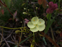 Drosera subhirtella