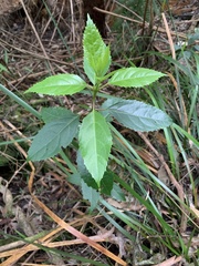 Hedycarya angustifolia