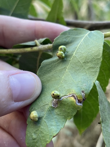 Walnut pouch gall mite