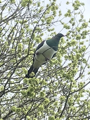 Hemiphaga novaeseelandiae