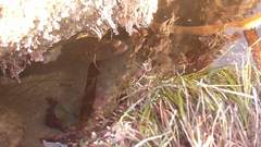 Gymnothorax mordax