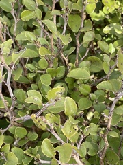 Olearia quinquevulnera