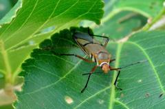 Dysdercus nigrofasciatus