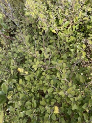 Olearia quinquevulnera
