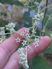 Astrotricha floccosa