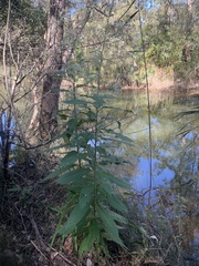 Astrotricha floccosa