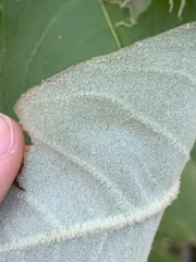 Astrotricha floccosa