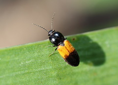 Anilicus rectilineatus