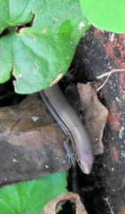 Panaspis wahlbergii