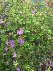 Rhododendron indicum