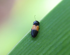 Anilicus rectilineatus